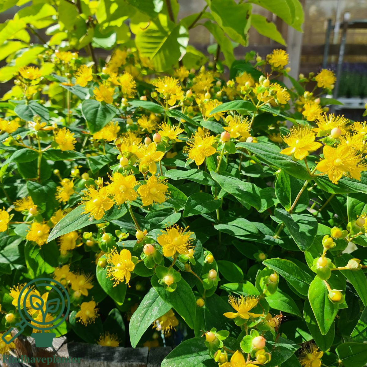 Hypericum ‘Miracle Blossom’ – Find haveplanter