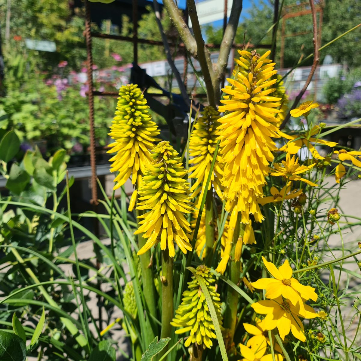 Kniphofia Solar Flare