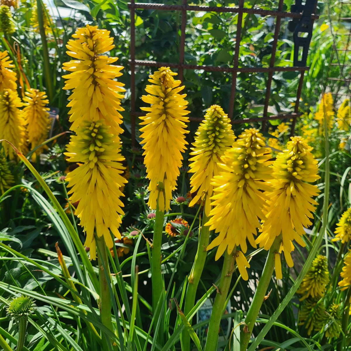 Kniphofia Solar Flare