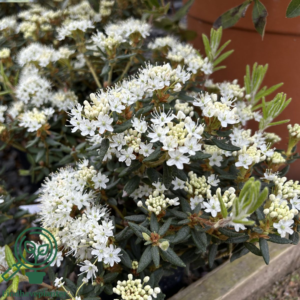 Rhododendron groenlandicum 'Compactum'  Find haveplanter