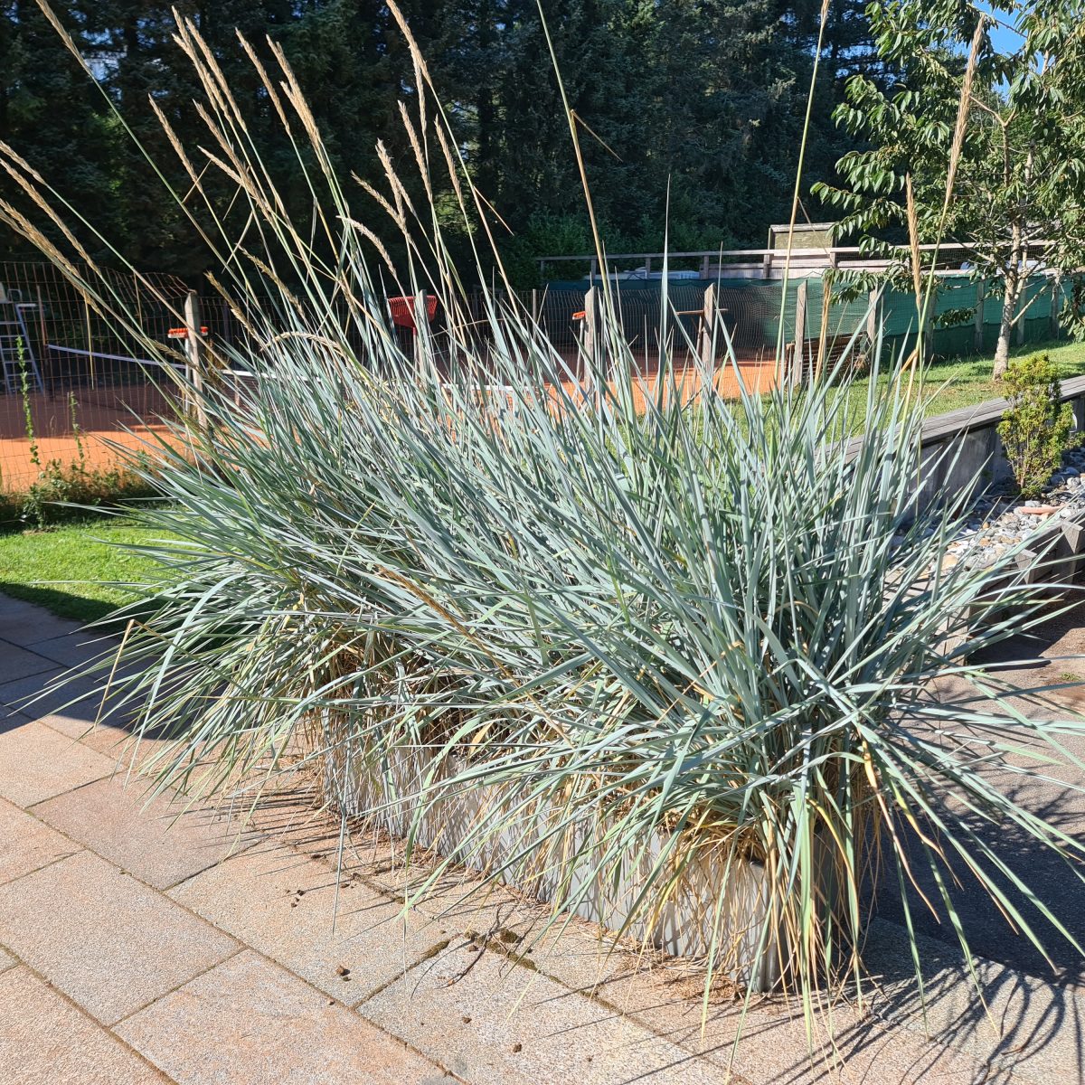 Leymus Arenarius ‘Blue Dune’ – Find Haveplanter