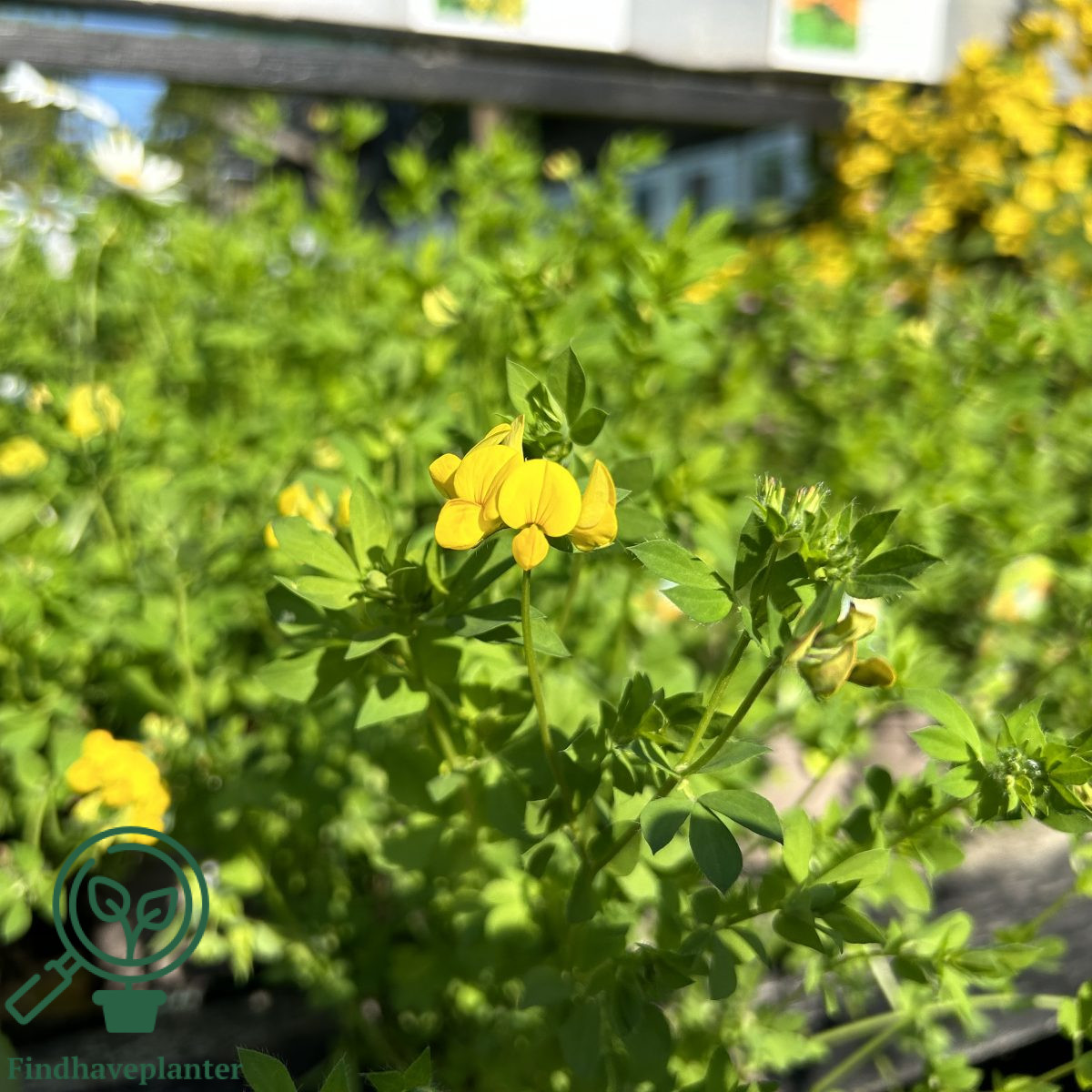 Lotus corniculatus Find haveplanter
