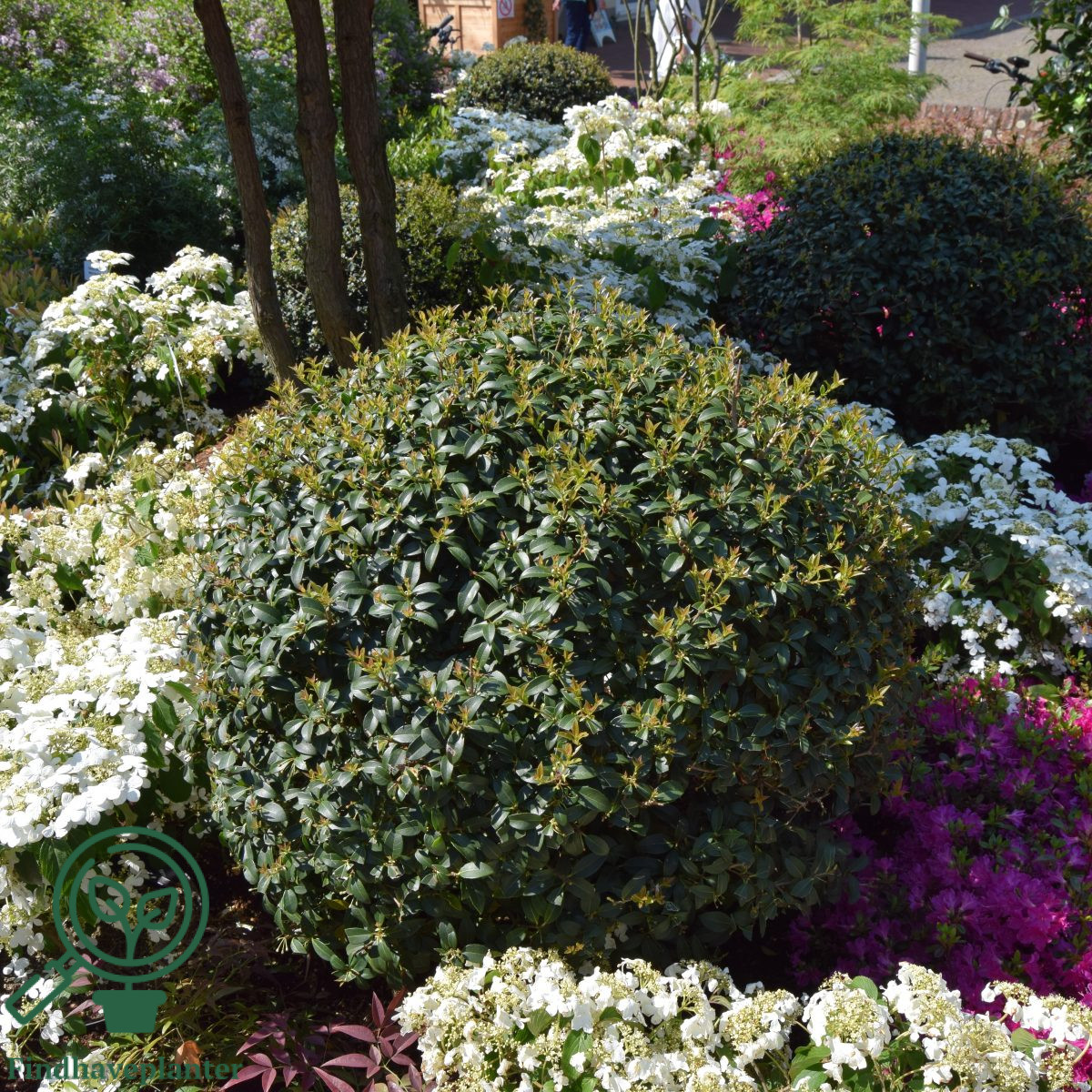 Osmanthus X Burkwoodii Find Haveplanter