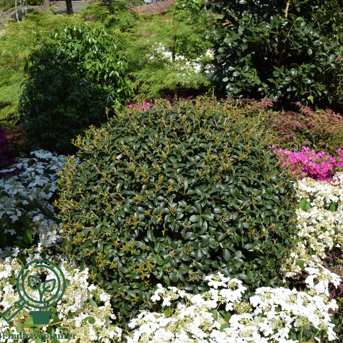 Osmanthus X Burkwoodii Find Haveplanter
