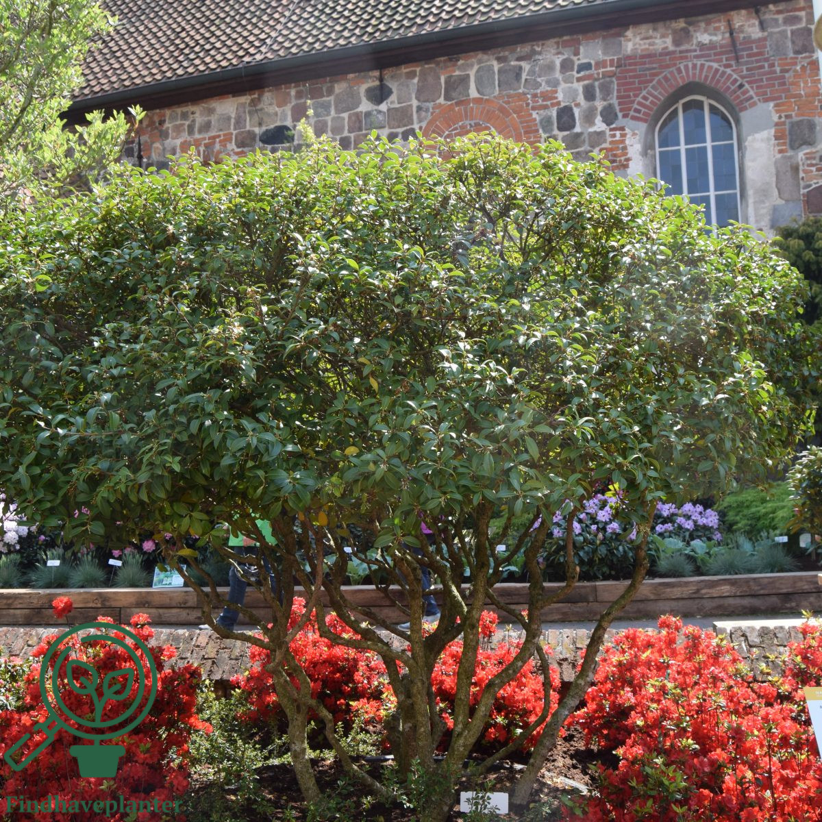 Osmanthus X Burkwoodii Find Haveplanter