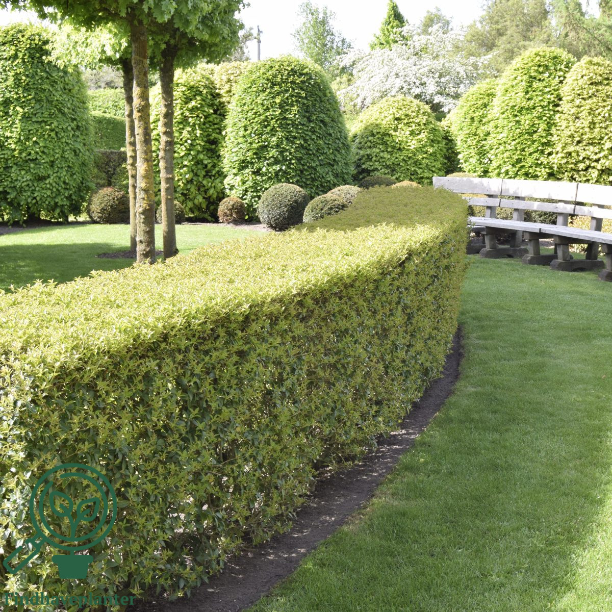 Osmanthus X Burkwoodii Find Haveplanter