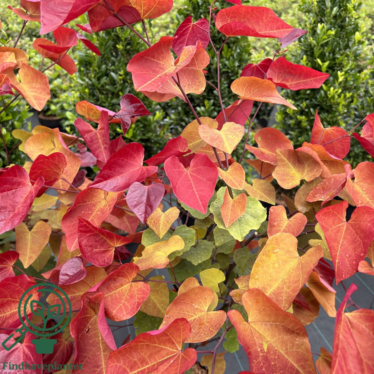Cercis Canadensis Eternal Flame