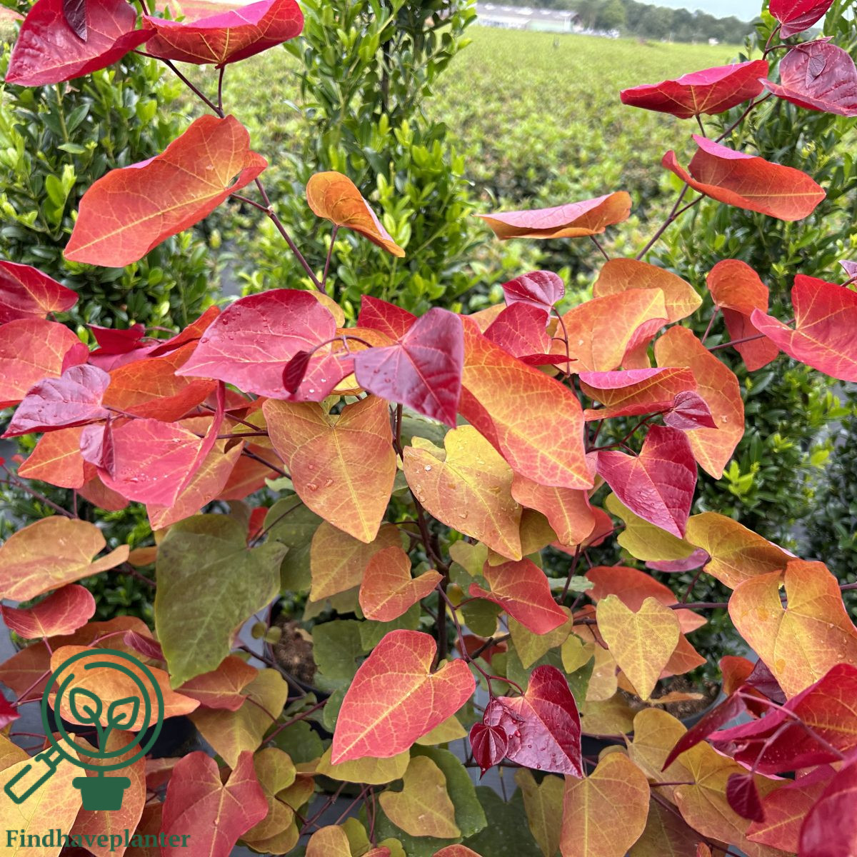 Cercis Canadensis Eternal Flame