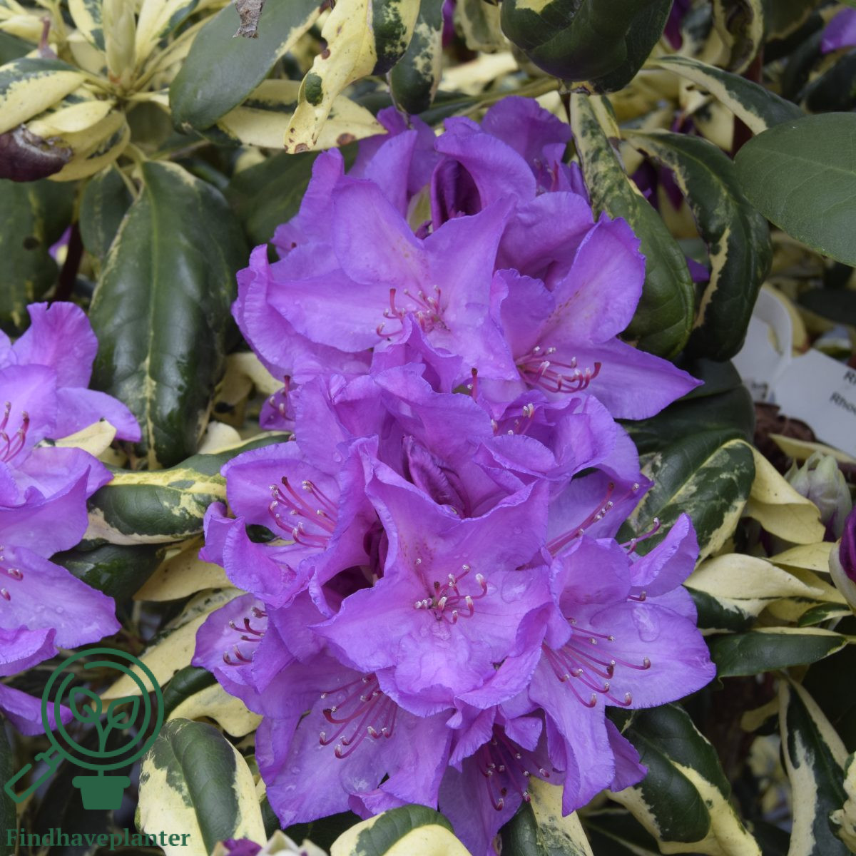 rhododendron lord roberts Rhododendron Lord Roberts