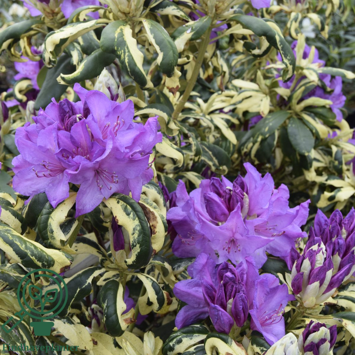 Rhododendron 'Caroline Spring'  Find haveplanter
