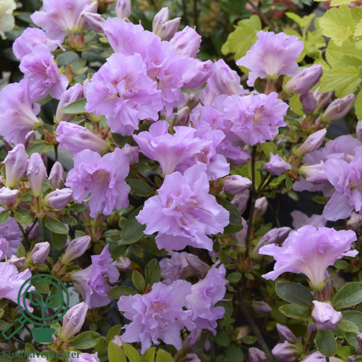 Rhododendron 'Elsie Lee'  Find haveplanter