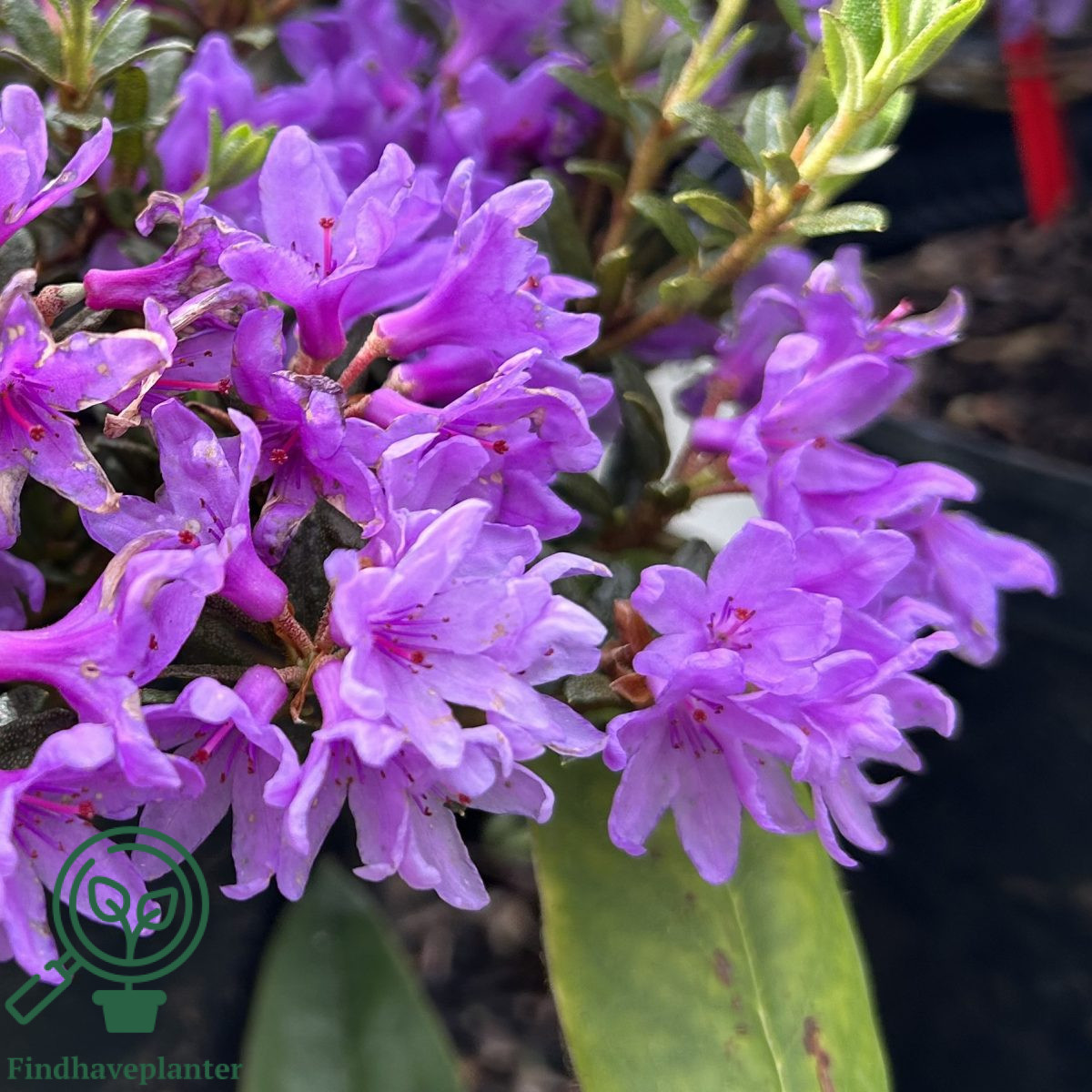 Rhododendron ‘Frost Hexe’ Find haveplanter