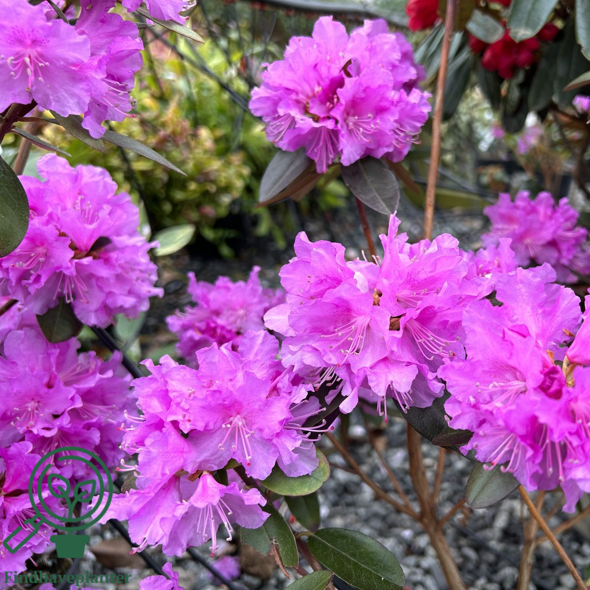 Pjm Rhoodendron Rhododendron ‘P.J.M. Regal’ – Find haveplanter
