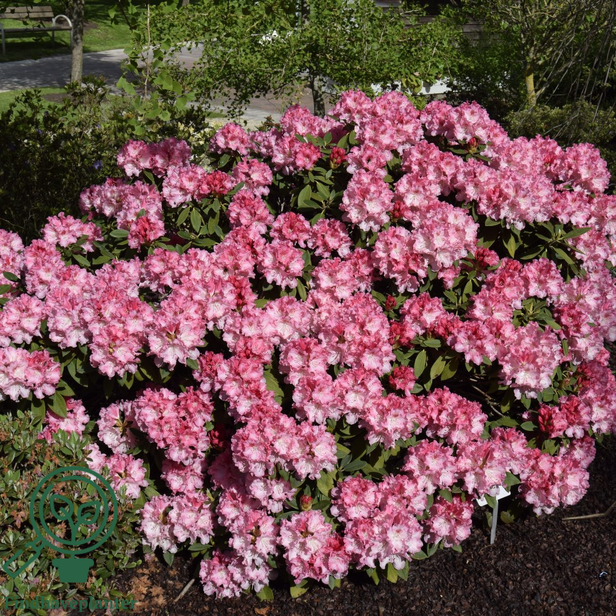 Rhododendron 'Tina Heinje'  Find haveplanter