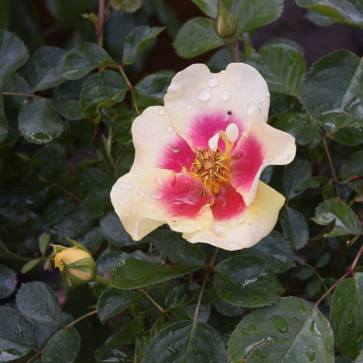 Rosa ‘Eye of The Tiger’ – Find haveplanter