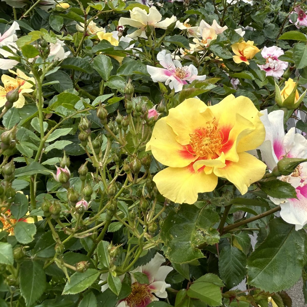 Rosa ‘Eye of The Tiger’ – Find haveplanter