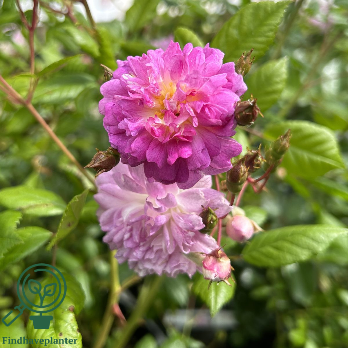 Mon Rosa Rosa ‘Louis Mon Ami’ – Find haveplanter