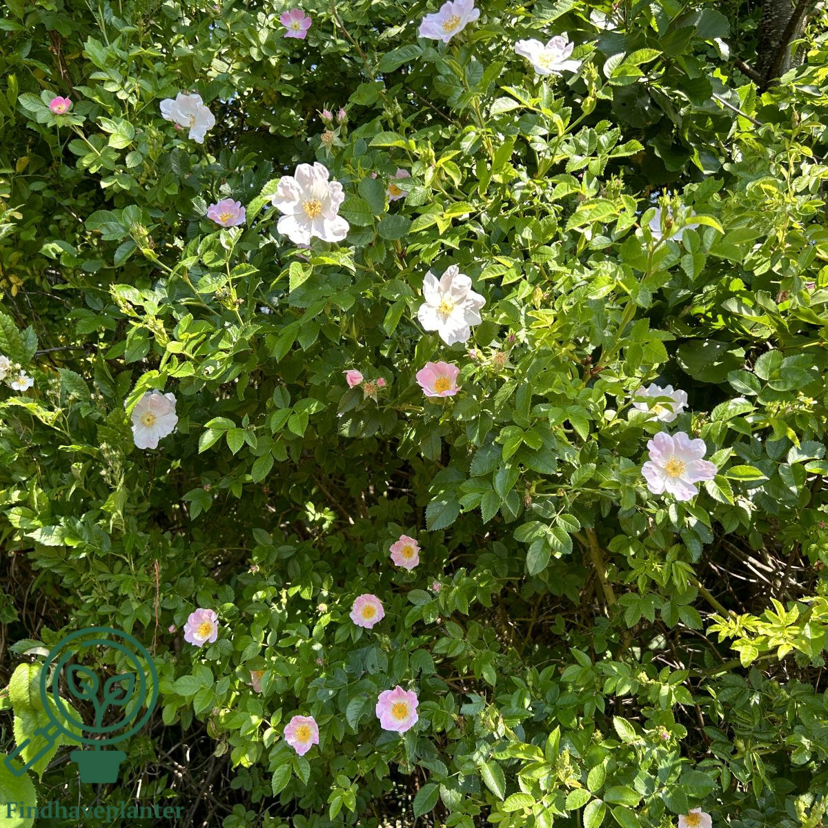 Rosa canina Find haveplanter