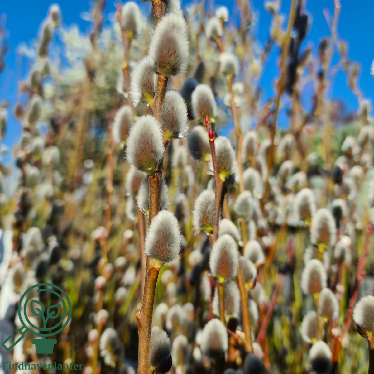 Salix ‘Goldkätzchen’ Find haveplanter