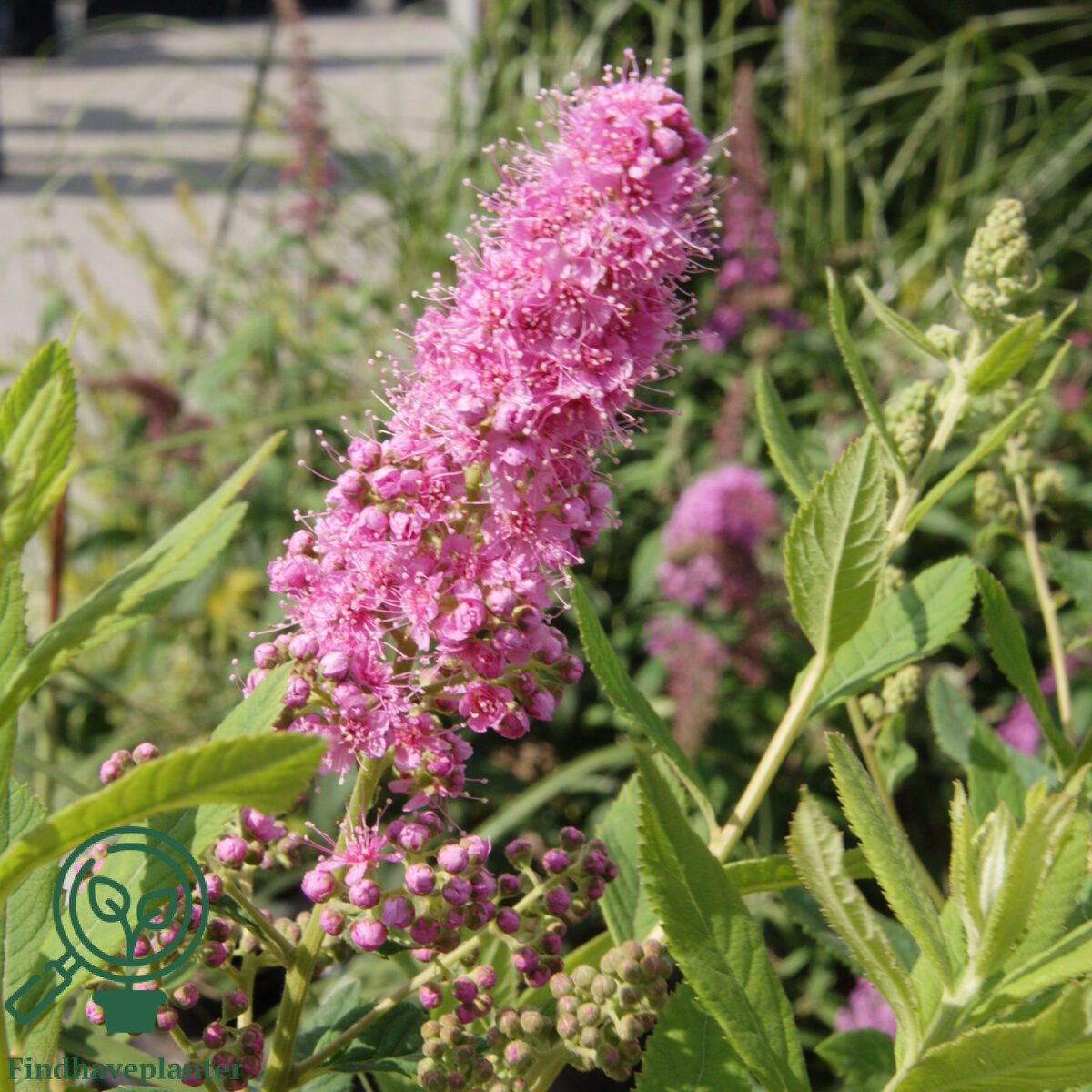 Spiraea X Billardii Find Haveplanter