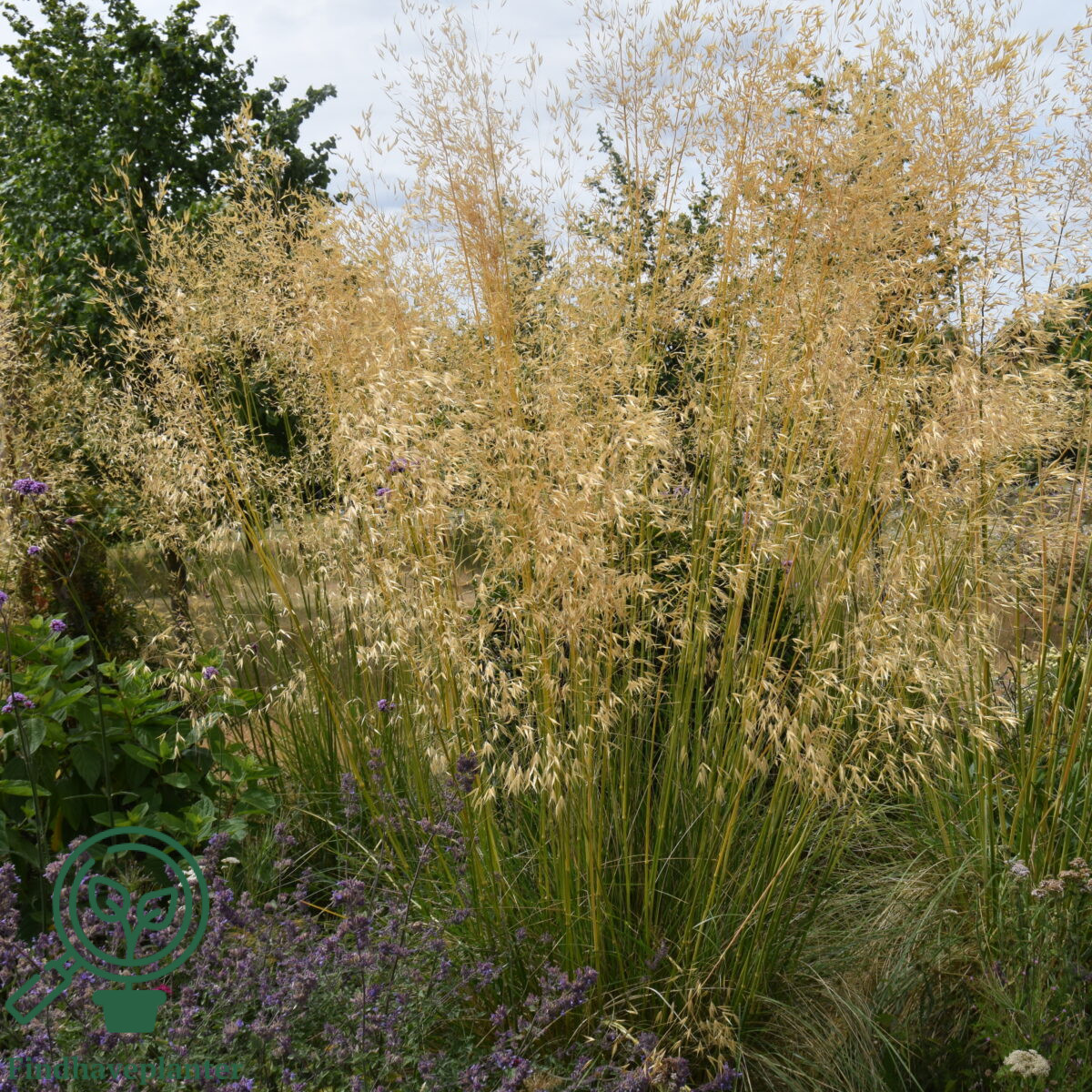 Stipa gigantea Find haveplanter