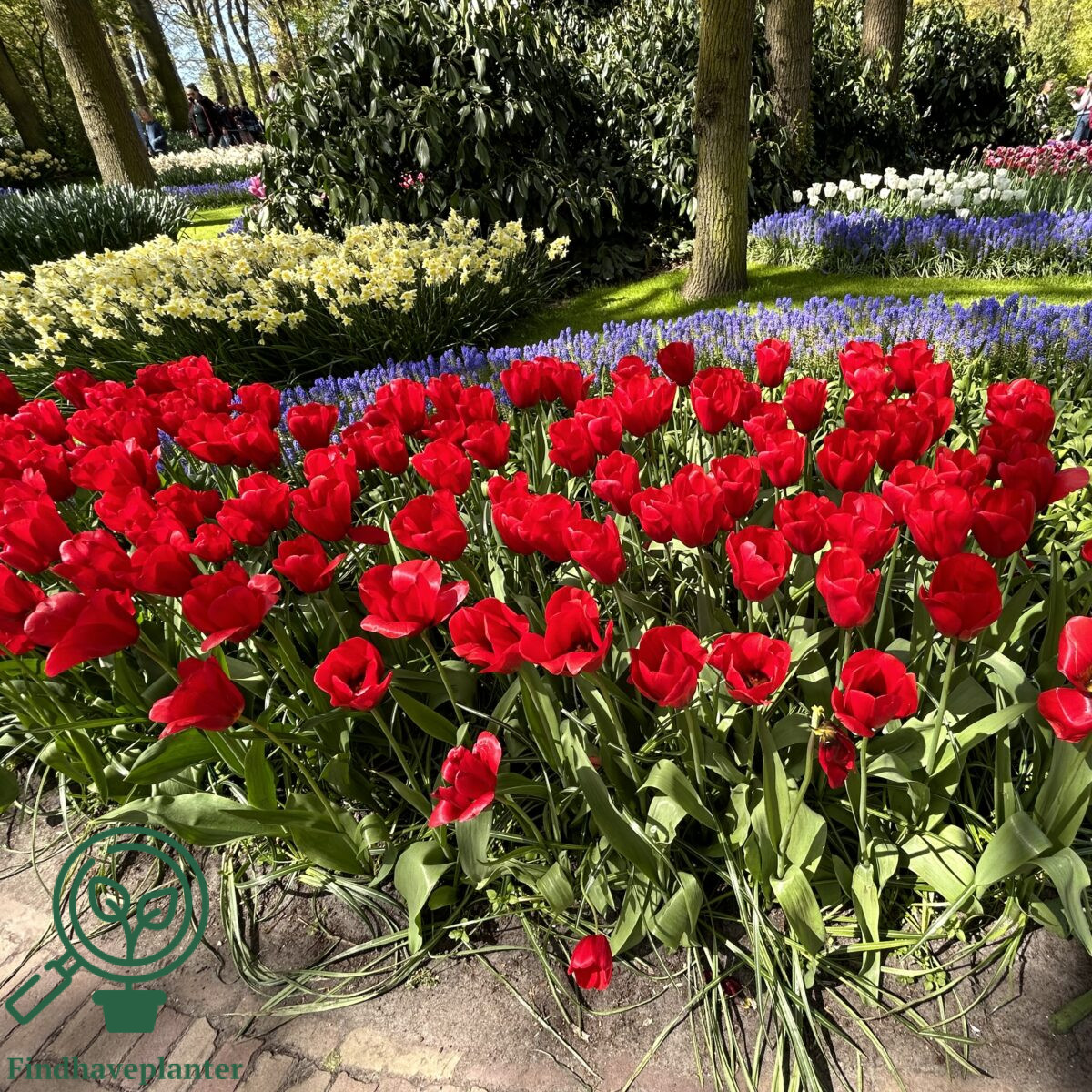 Tulipa Red Ranger Tulipa ‘Red Label’ – Find haveplanter