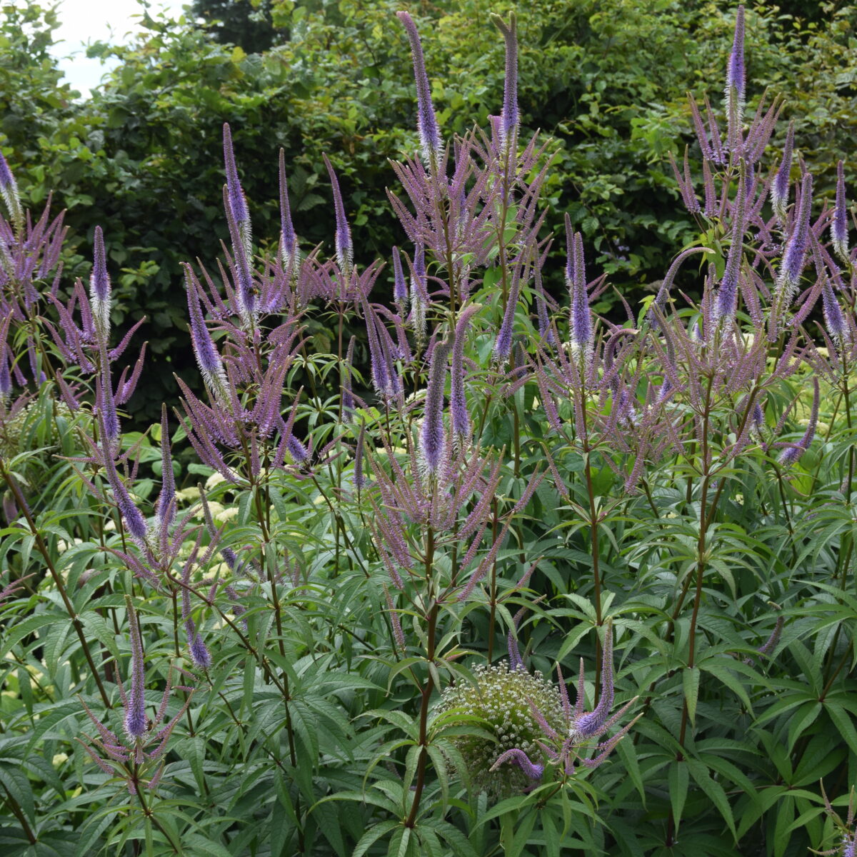 Veronicastrum virginicum ‘Lavendelturm’ – Find haveplanter