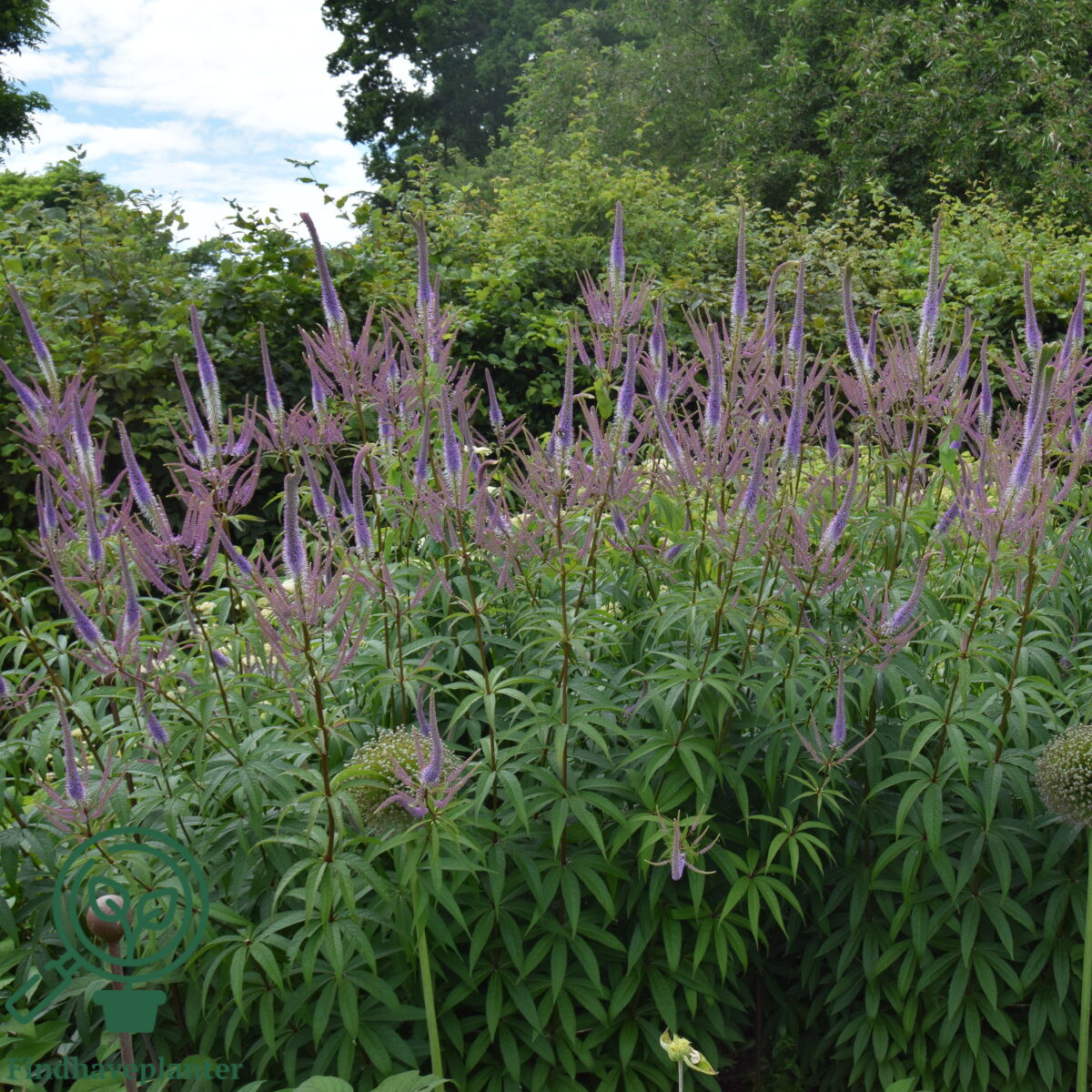 Veronicastrum virginicum ‘Lavendelturm’ – Find haveplanter