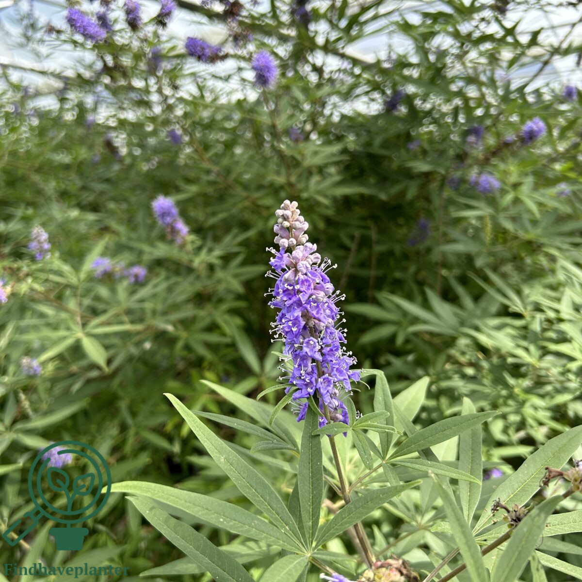 Vitex agnus-castus – Find haveplanter