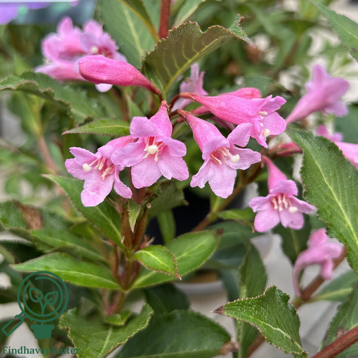 Weigela florida ‘Pink Poppet’ – Find haveplanter