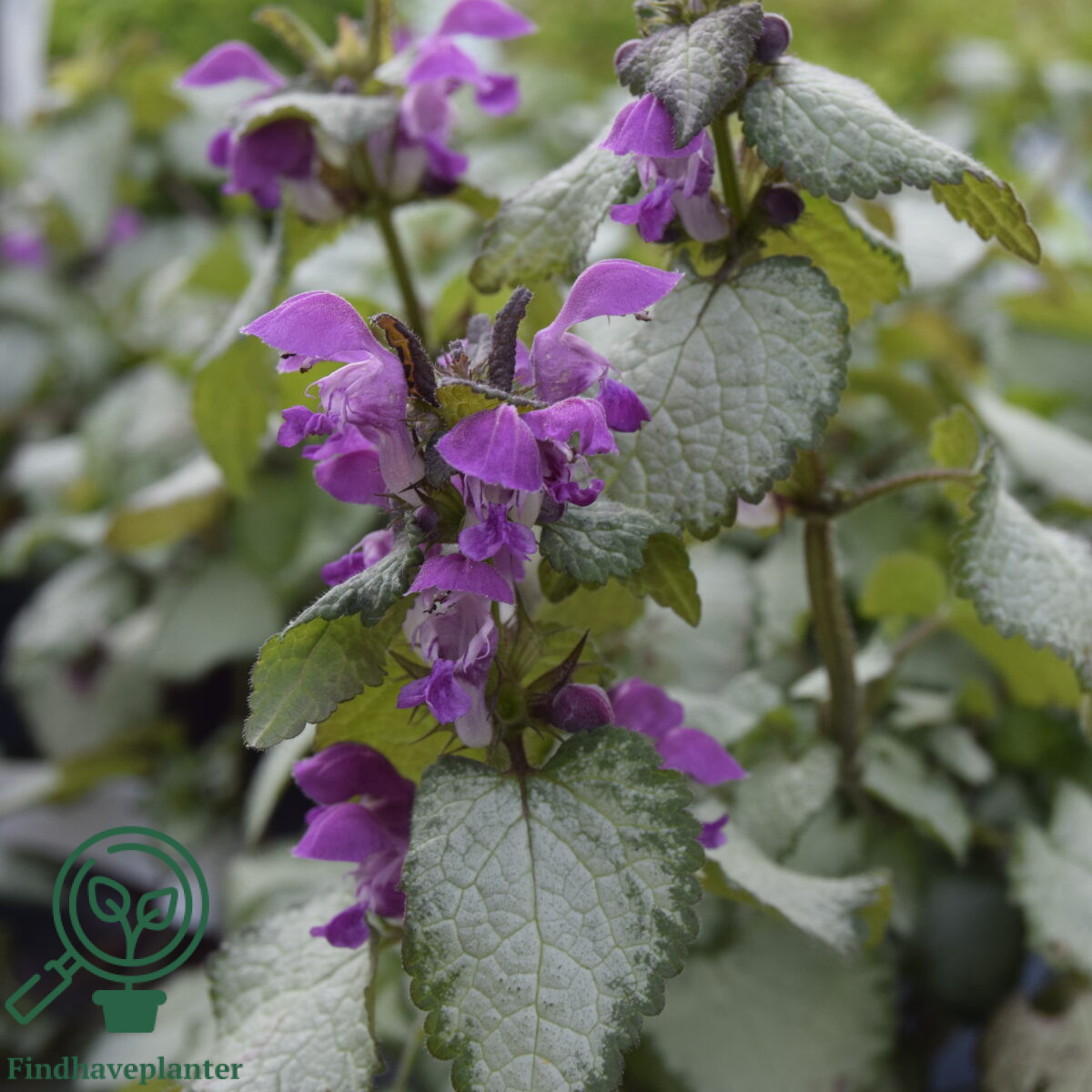 Lamium maculatum 'Purple Dragon' - Find haveplanter