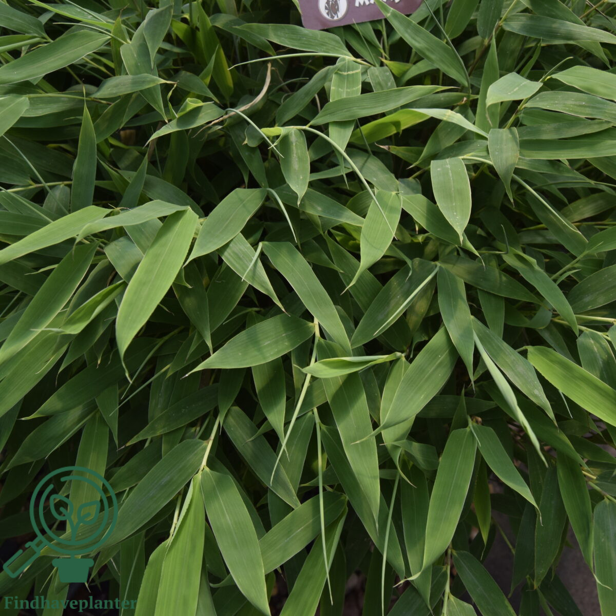 Fargesia murielae 'Maasai'  Find haveplanter