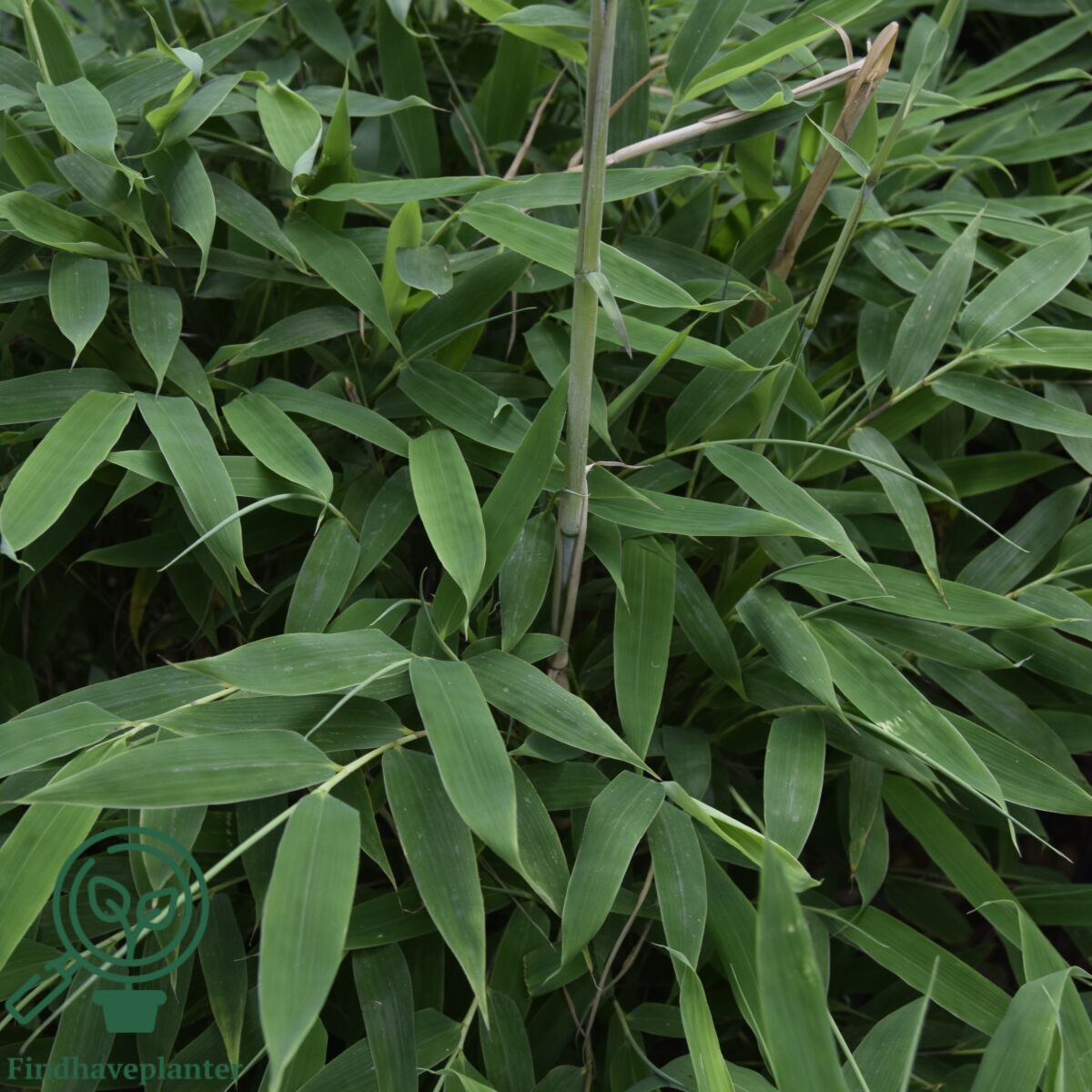 Fargesia murielae 'Maasai'  Find haveplanter