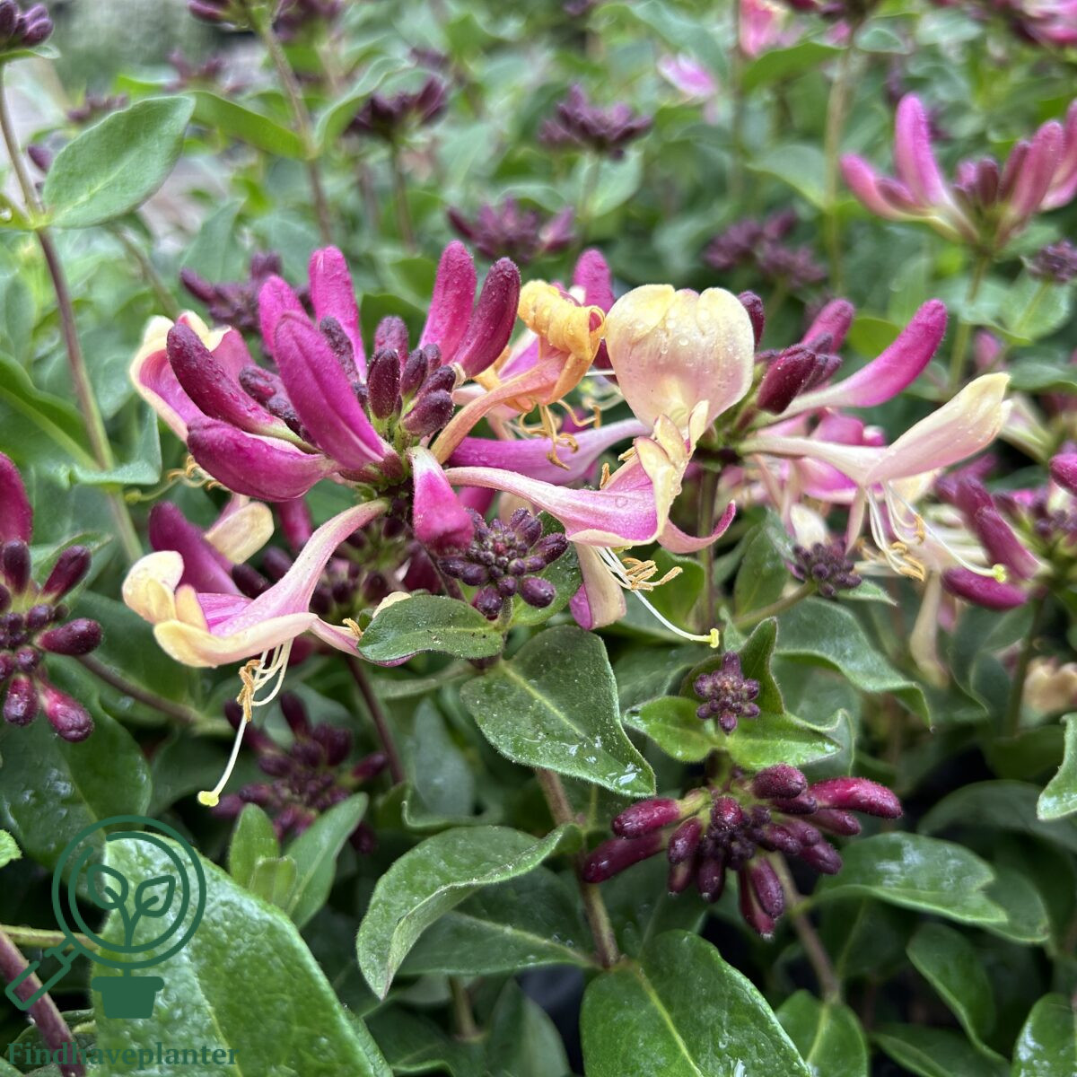 Lonicera periclymenum 'Chic & Choc'  Find haveplanter