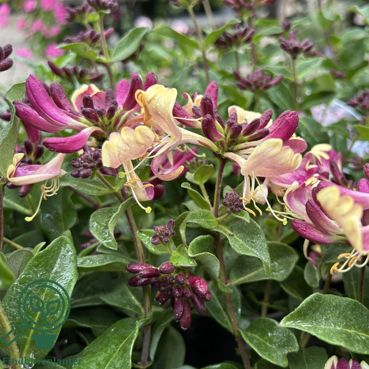 Lonicera periclymenum 'Chic & Choc'  Find haveplanter