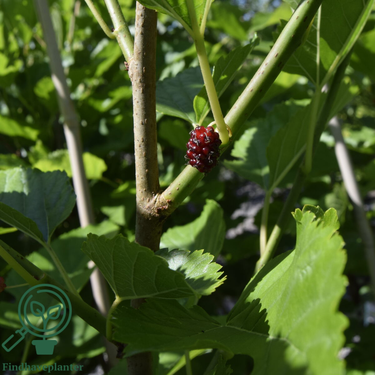 Morus accidosa ‘Mulle’ – Find haveplanter