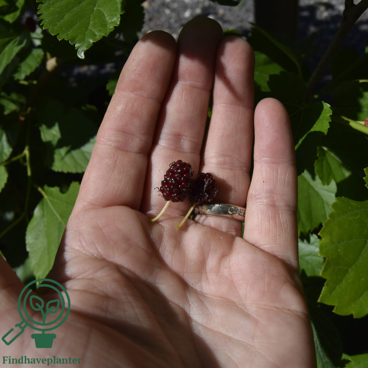 Morus accidosa ‘Mulle’ – Find haveplanter