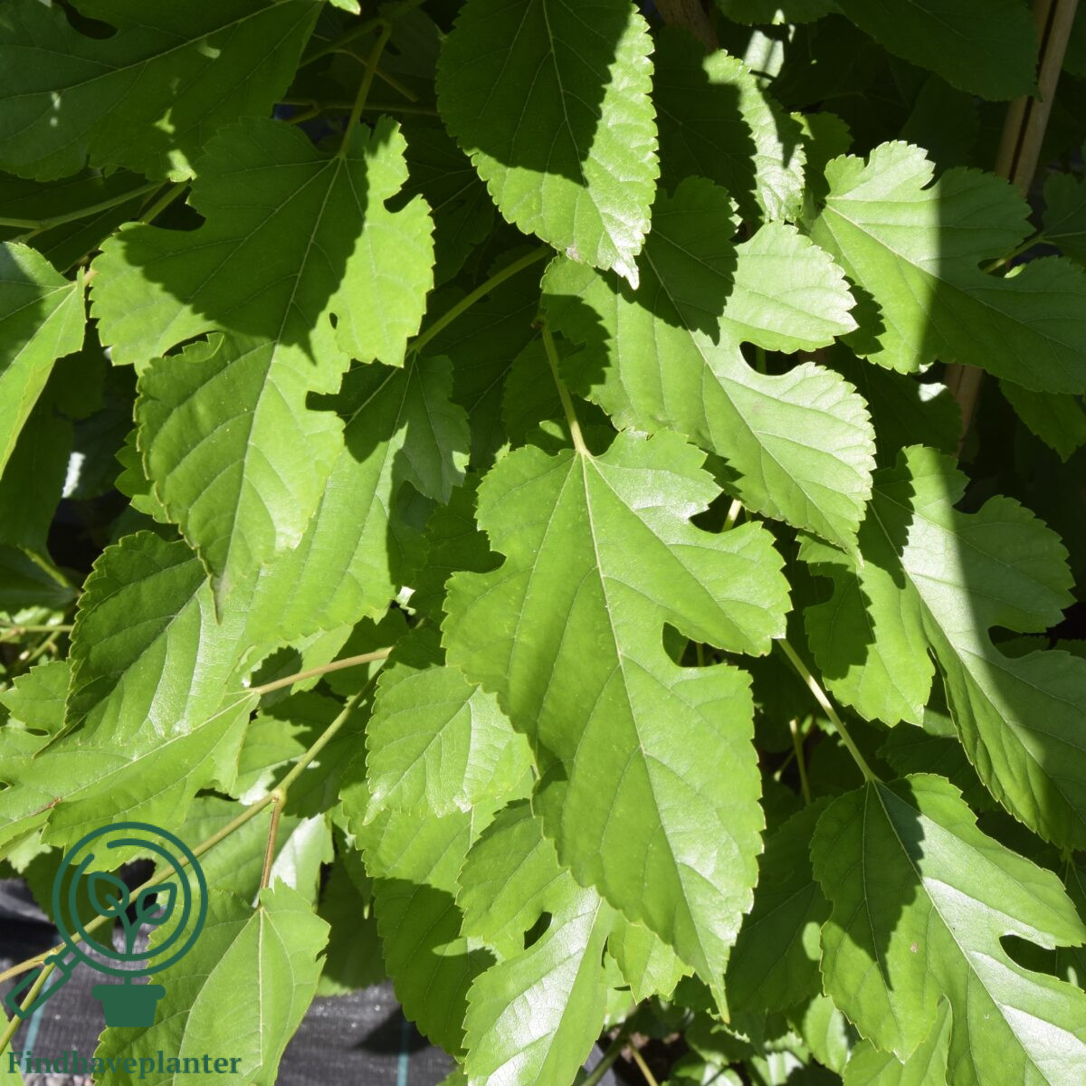 Morus accidosa ‘Mulle’ – Find haveplanter