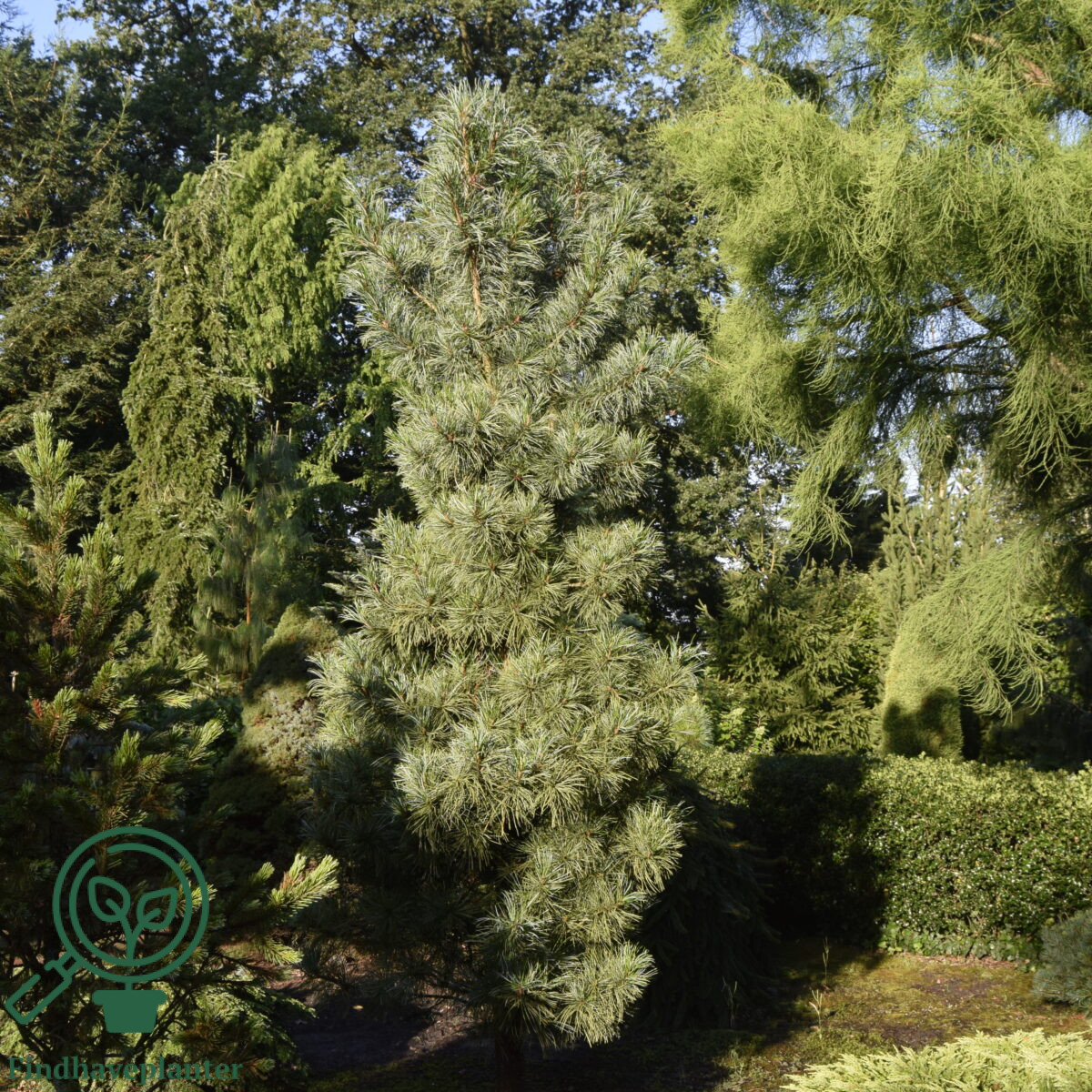 Silveray Pinus koraiensis ‘Silveray’ – Find haveplanter