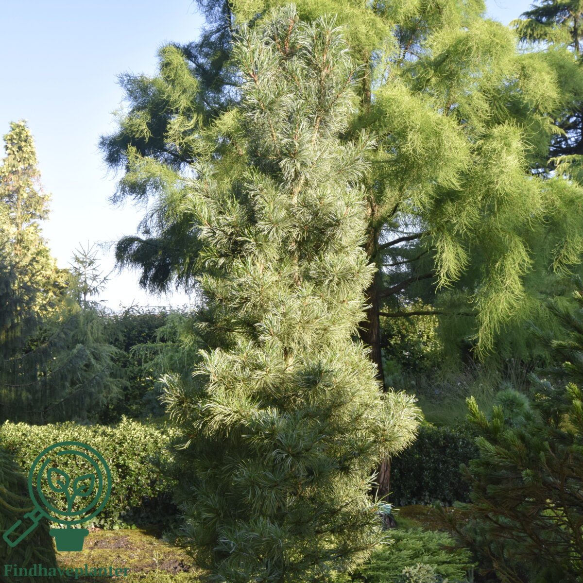 Silveray Pinus koraiensis ‘Silveray’ – Find haveplanter
