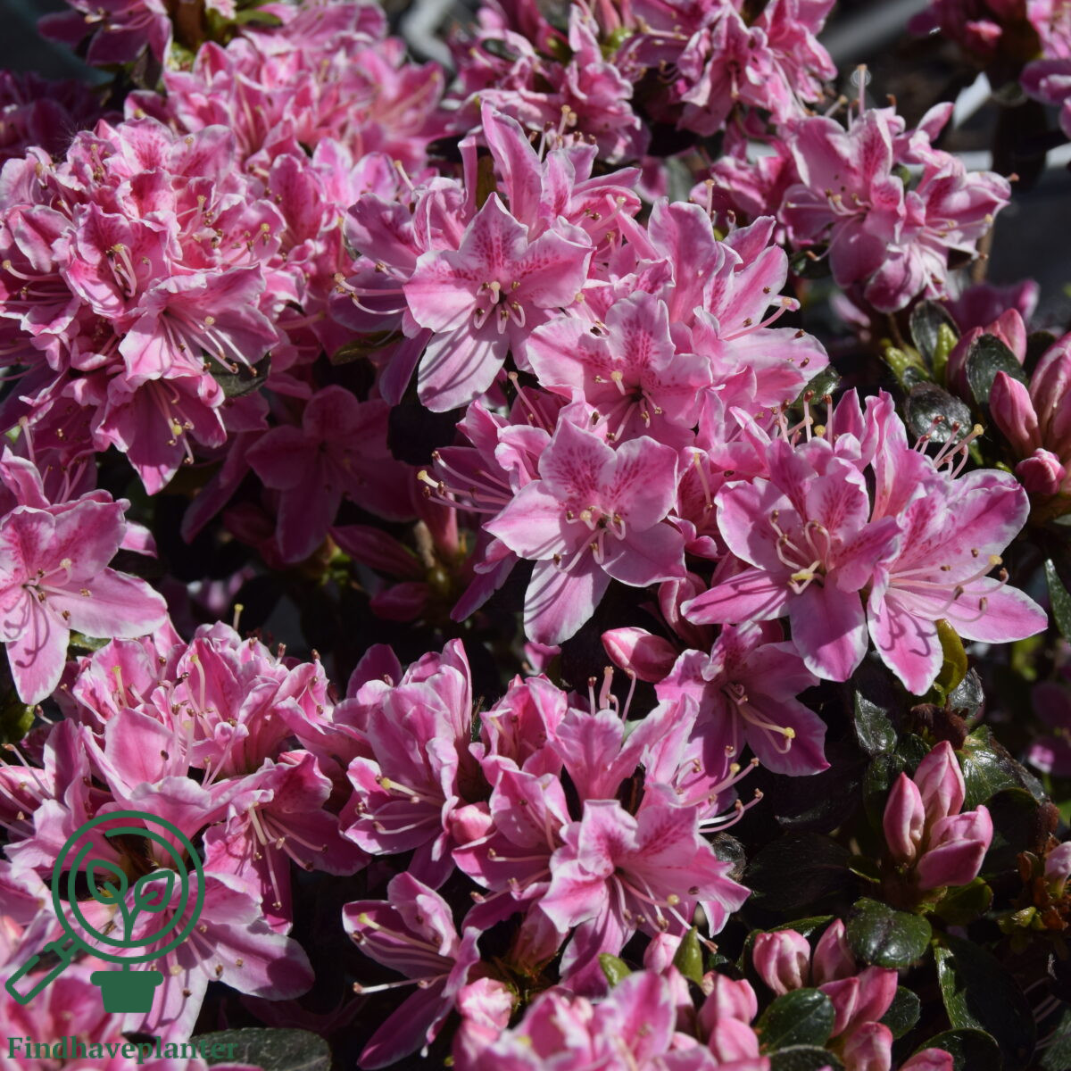 Rhododendron Kermesina Rose Find Haveplanter Rhododendron Kermesina Rose Find Haveplanter