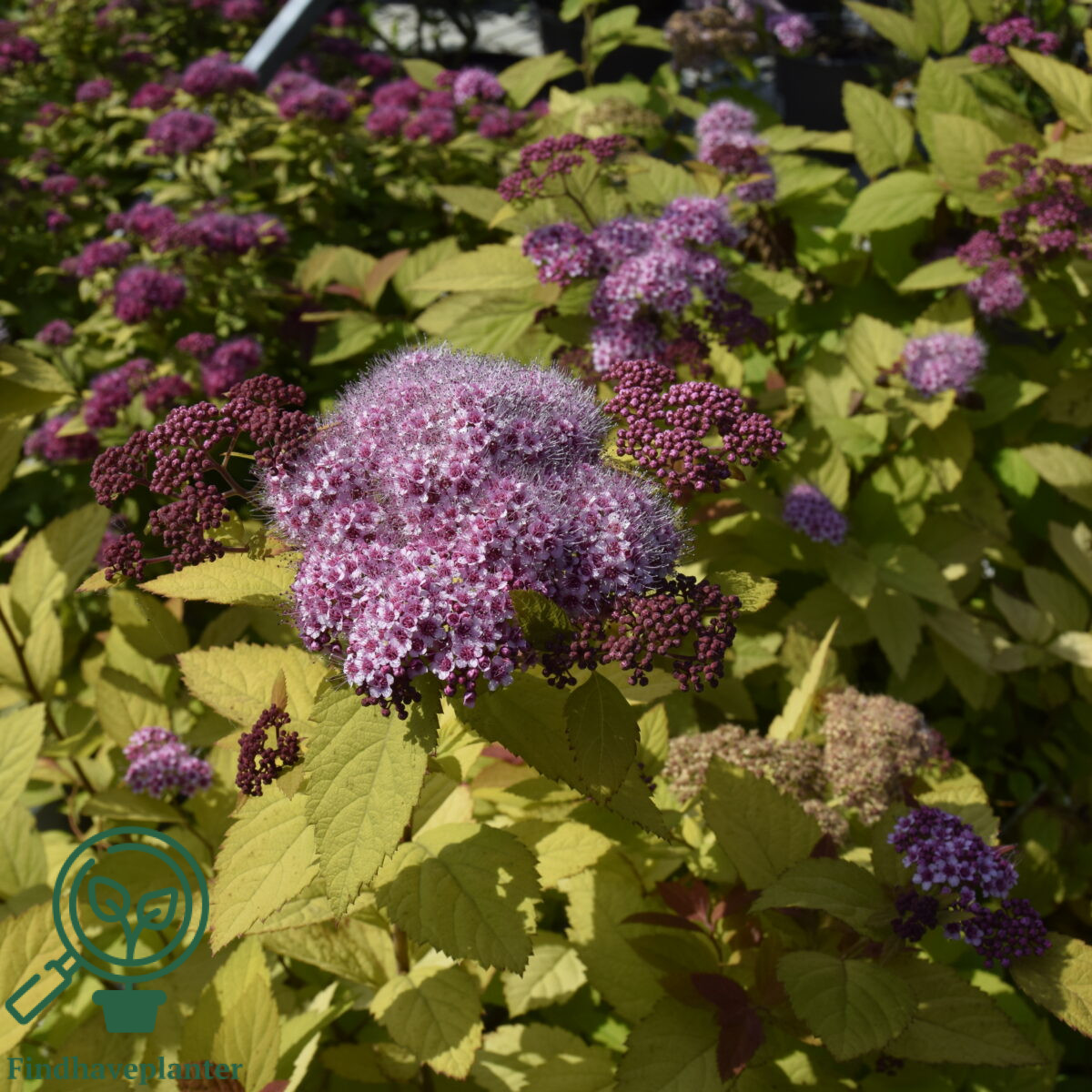 spiraea-double-play-big-bang-find-haveplanter